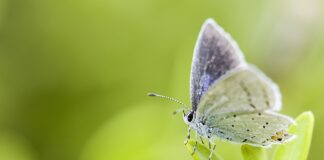 Πρώτη Ματιά στην Επέκταση Google Photos για το Gemini
