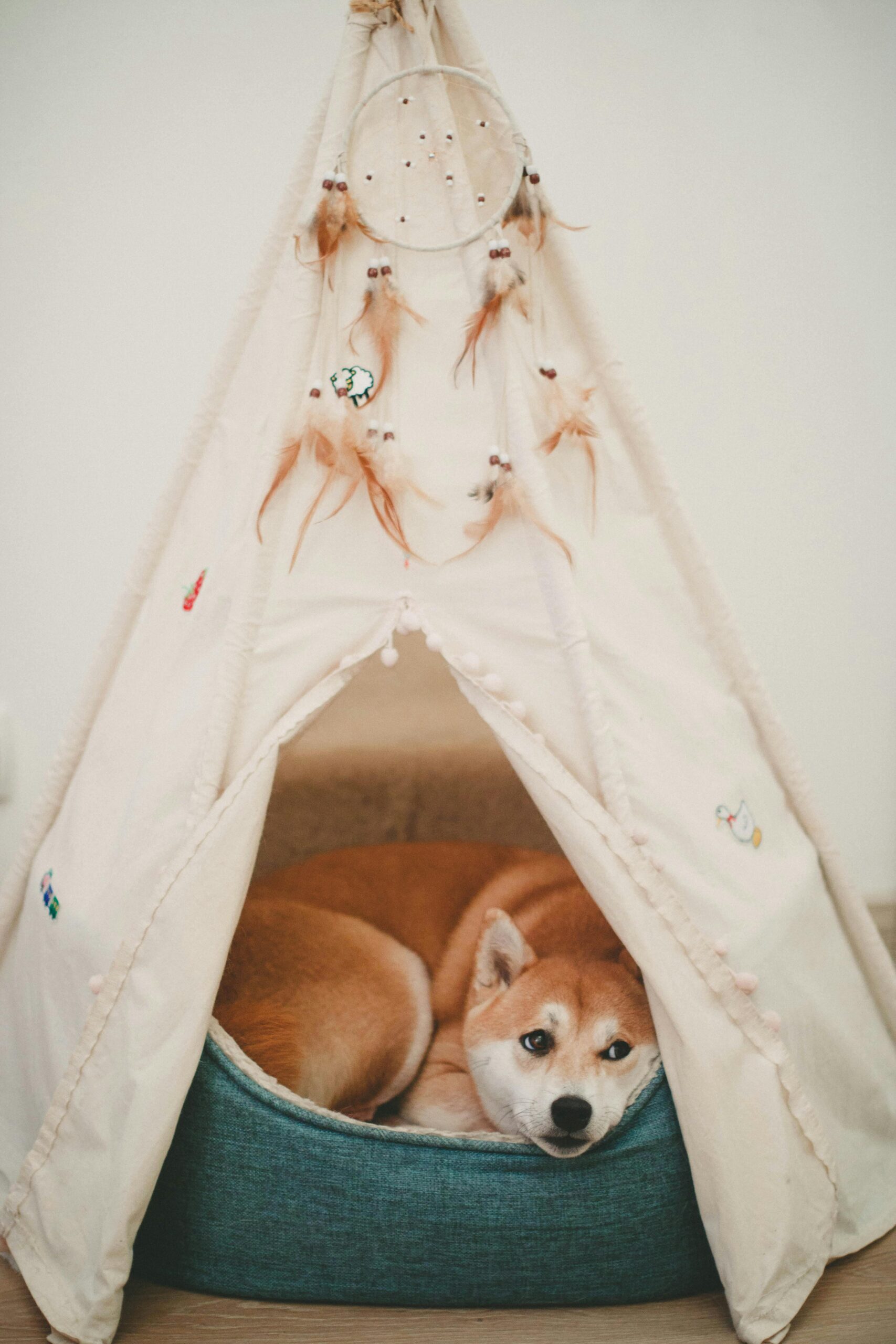 Η τιμή του Shiba Inu μοιάζει με αυτή του Dogecoin, σύμφωνα με αναλυτή Η τιμή του Shiba Inu μοιάζει με αυτή του Dogecoin, σύμφωνα με αναλυτή